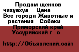 Продам щенков чихуахуа  › Цена ­ 10 000 - Все города Животные и растения » Собаки   . Приморский край,Уссурийский г. о. 